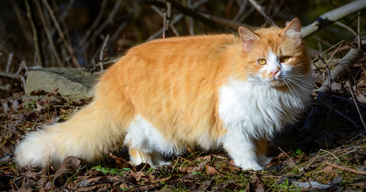 Chat roux et blanc à poil long, en extérieur parmi des branchages